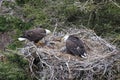 Adult  Bald Eagle with  chick in a nest in a tree Newfoundland Canada Royalty Free Stock Photo