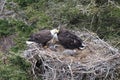 Adult  Bald Eagle with  chick in a nest in a tree Newfoundland Canada Royalty Free Stock Photo