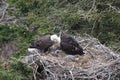 Adult  Bald Eagle with  chick in a nest in a tree Newfoundland Canada Royalty Free Stock Photo