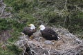Adult  Bald Eagle with  chick in a nest in a tree Newfoundland Canada Royalty Free Stock Photo