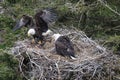 Adult  Bald Eagle with  chick in a nest in a tree Newfoundland Canada Royalty Free Stock Photo