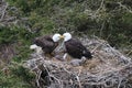 Adult  Bald Eagle with  chick in a nest in a tree Newfoundland Canada Royalty Free Stock Photo