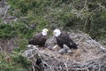 Adult  Bald Eagle with  chick in a nest in a tree Newfoundland Canada Royalty Free Stock Photo