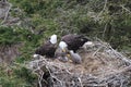 Adult  Bald Eagle with  chick in a nest in a tree Newfoundland Canada Royalty Free Stock Photo