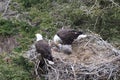 Adult  Bald Eagle with  chick in a nest in a tree Newfoundland Canada Royalty Free Stock Photo