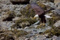 Adult bald eagle comes in to land on rocks at low tide Royalty Free Stock Photo