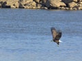 Adult bald eagle fishing Royalty Free Stock Photo