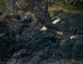 Adult Bald Eagle flies away with a fish carcass it has taken from the rocky shore Royalty Free Stock Photo