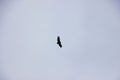 Adult bald eagle in flight against the blue sky Royalty Free Stock Photo