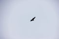 Adult bald eagle in flight against the blue sky Royalty Free Stock Photo