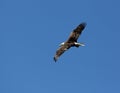 Adult Bald Eagle in Flight Royalty Free Stock Photo