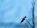 Adult bald eagle in flight Royalty Free Stock Photo