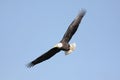 Adult Bald Eagle (haliaeetus leucocephalus) Royalty Free Stock Photo