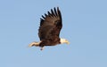 Adult Bald Eagle (haliaeetus leucocephalus) Royalty Free Stock Photo