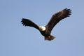 Adult Bald Eagle (haliaeetus leucocephalus) Royalty Free Stock Photo