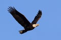 Adult Bald Eagle (haliaeetus leucocephalus) Royalty Free Stock Photo