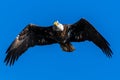 Adult Bald Eagle in Flight Royalty Free Stock Photo