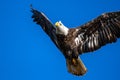 Adult Bald Eagle in Flight Royalty Free Stock Photo