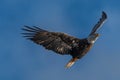 Adult Bald Eagle in Flight Royalty Free Stock Photo