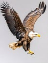 Adult Bald Eagle (Haliaeetus leucocephalus)