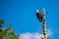 Adult bald eagle Haliaeetus leucocephalus perched on a dead branch with copy space Royalty Free Stock Photo