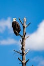 Adult bald eagle Haliaeetus leucocephalus perched on a dead branch with copy space Royalty Free Stock Photo