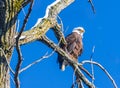 Bald eagle on a dead branch Royalty Free Stock Photo