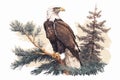 The adult bald eagle & x28;Haliaeetus leucocephalus& x29; sitting upright on a pine bough Royalty Free Stock Photo