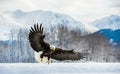 Adult Bald Eagle Haliaeetus leucocephalus washingtoniensis in flight Royalty Free Stock Photo