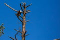 Adult bald eagle (Haliaeetus leuocephalus) perched in a pine tree with head down looking at the ground Royalty Free Stock Photo