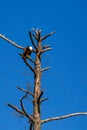 Adult bald eagle (Haliaeetus leuocephalus) perched in a pine tree with head down looking at the ground Royalty Free Stock Photo