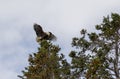 Adult bald eagle landing on a tree Royalty Free Stock Photo