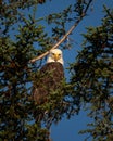 Adult bald eagle looking down at the camera Royalty Free Stock Photo