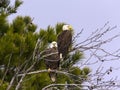 Adult bald eagle pair in tree Royalty Free Stock Photo