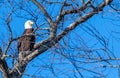 Adult bald eagle perched on branch Royalty Free Stock Photo
