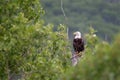 An adult bald eagle perched on a tree