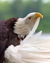 Adult Bald Eagle preening Royalty Free Stock Photo