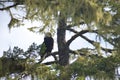 Adult Bald Eagle preens itself while perched on a lichen covered spruce tree on sunny day Royalty Free Stock Photo
