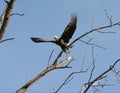 Adult Bald Eagle Rising To Flight Royalty Free Stock Photo