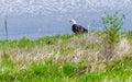 Adult bald eagle sitting on water shore