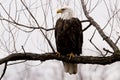 Adult bald eagle in tree closeup