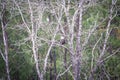 Adult Bald Eagle in trees Royalty Free Stock Photo