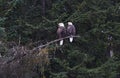 Adult Bald Eagles perched at remote Valdez, Alaska Royalty Free Stock Photo