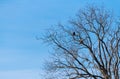 Adult bald eagles perched in tree Royalty Free Stock Photo