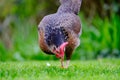 Adult bantam hen seen isolated in a well maintained lawn area, looking for food in summertime.