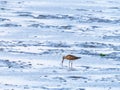 Adult bar-tailed godwit, Limosa lapponica, with lugworm in beak, feeding on mud flat of Waddensea, Netherlands Royalty Free Stock Photo