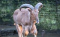 Barbary sheep Ammotragus lervia licking its lips