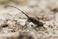 An adult barbel beetle on a sand dune