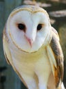 Adult Barn Owl Royalty Free Stock Photo