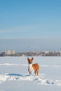Adult basenji dog running in the snow